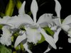 Laelia lobata concolor 